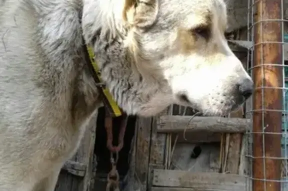 Найдена собака в р-не Мамайка, Ставрополь