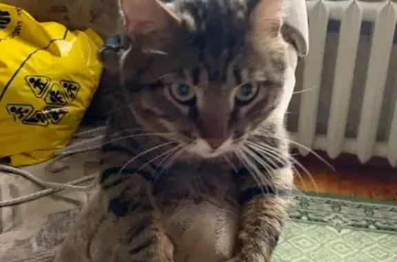 Найдена кошка в поселке Катунь на Горном Алтае