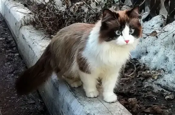 Кошки потеряшки, Тольятти, фото: Потеряшка кошка в Тольятти, вознаграждение