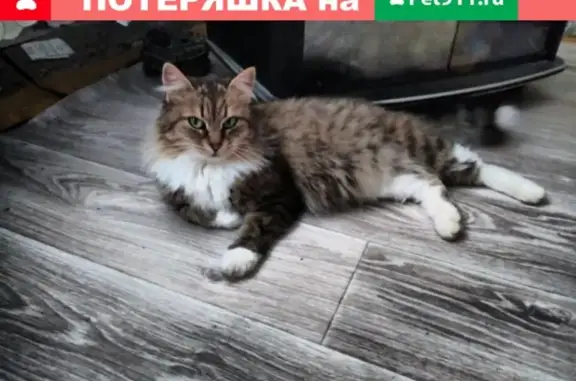 Пропала кошка в Кинели, Самарская область