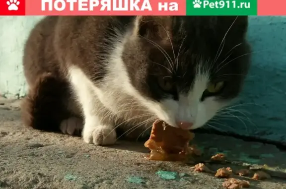 Найдена домашняя кошка в Челябинске #найденные#передержка