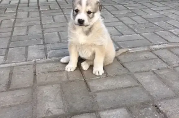 Пропал щенок возле больницы в Лысково, Нижегородская область