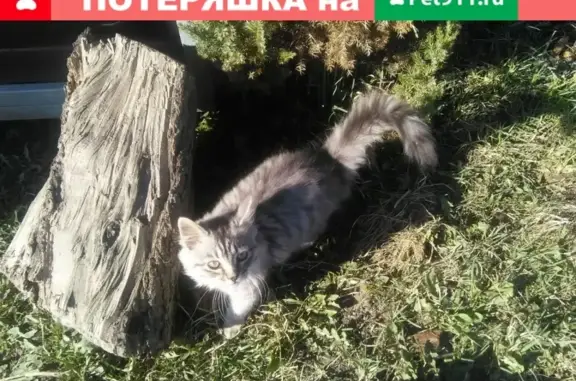 Пропала кошка возле жд вокзала в Почепе, Брянская область.
