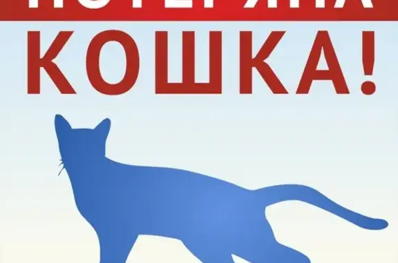Пропала кошка в Краснокамске, ул. Мира, д.9, откликается на имя Муся.