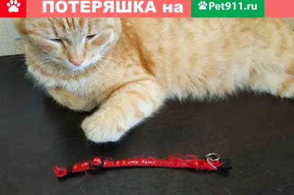 Найдена кошка с ошейником в ЦПКиО им. М. Горького