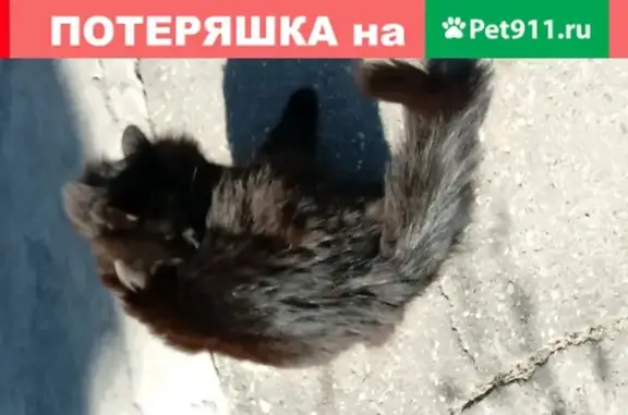 Найдена кошка на ул. Сергея Акимова, д.58