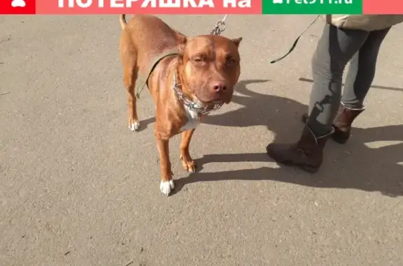 Найден пес на ул. Гагарина в Рыбинске