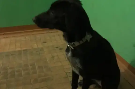 Найдена собака в Звенигороде #Найден@catdogzven