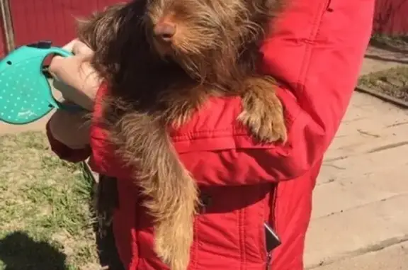 Найдена собака в Солецком районе #потеряшка