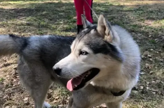 Найдена собака в лесу Подольска