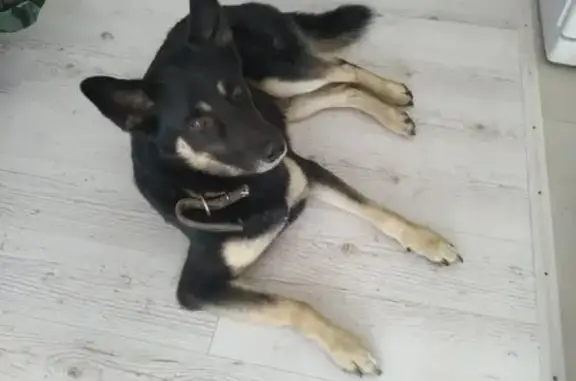 Найдена собака в районе Щусева, ищем хозяев!