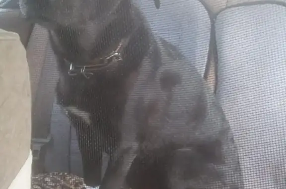 Пропала собака в Ванино, вознаграждение за находку