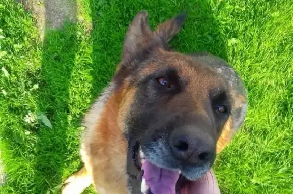 Пропала собака Гросси, Берёзовский, Кемеровская область