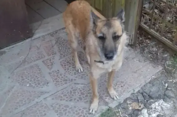 Найдена собака в Канавинском районе с ошейником