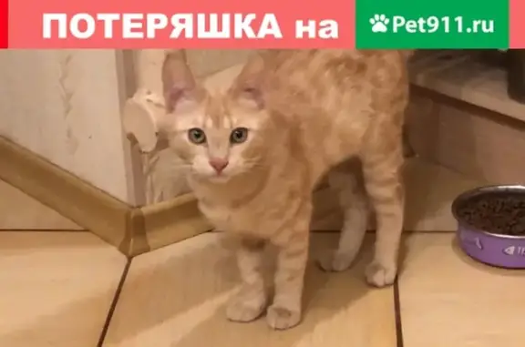 Пропал кот на ул. Аскольдовцев, Мурманск