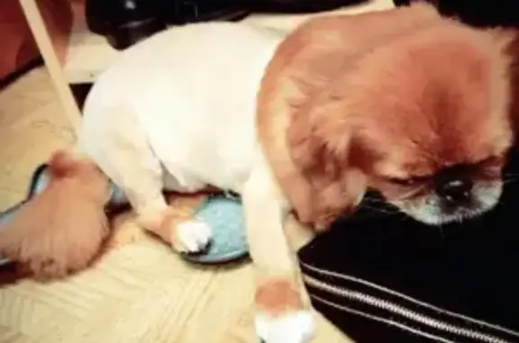 Объявления о пропавших и найденных животных, Сургут, фото: Пропала собака Мотя в Сургуте