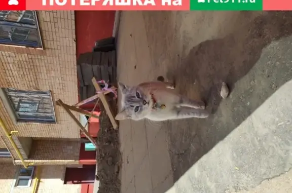 Кошка на Красноармейской, 5А
