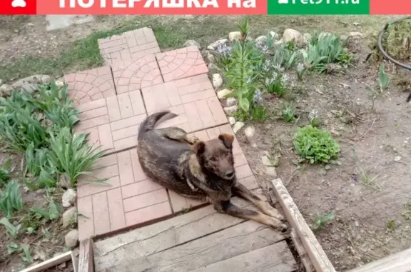Найдена собака в Хотково, Московская обл.