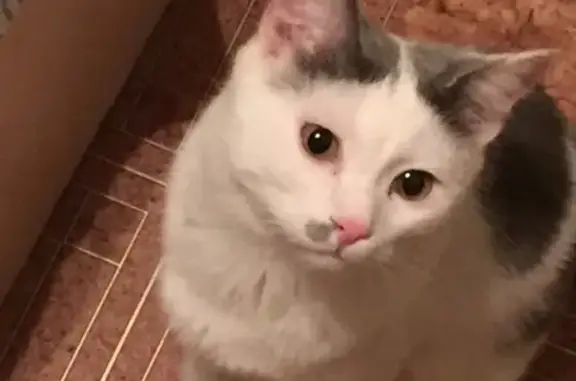 Кошки потеряшки, Набережные Челны, фото: Потеряшка кот Барсик в Н. Челнах, 5 к-с.