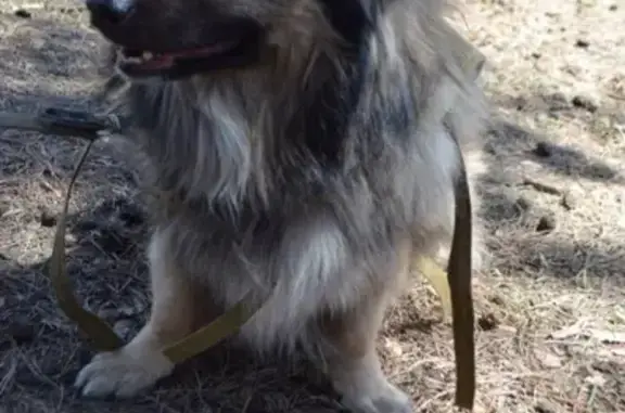 Пропала собака Флайт в районе Порта, Ульяновская область