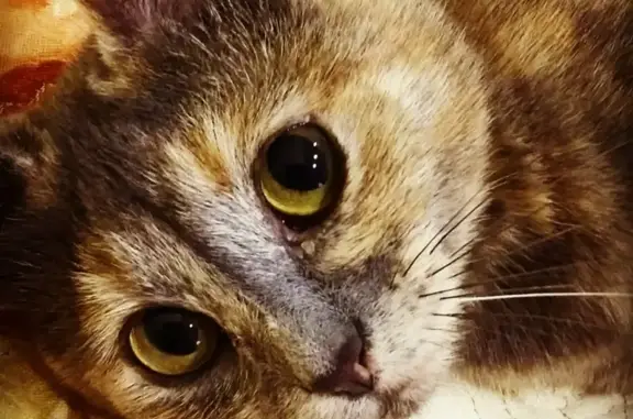 Кошки потеряшки, Москва, фото: Потеряшка кошка Муся на ул. Петра Романова, Москва (28.04.)