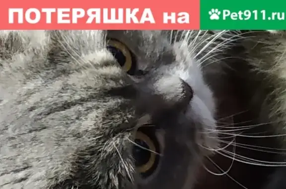 Найдена кошка на Киевском шоссе, Москва