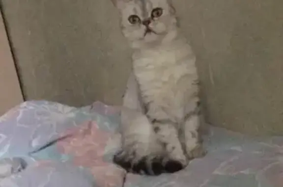 Потерянные животные Москва, фото: Пропала кошка на ул. Академика Павлова 8