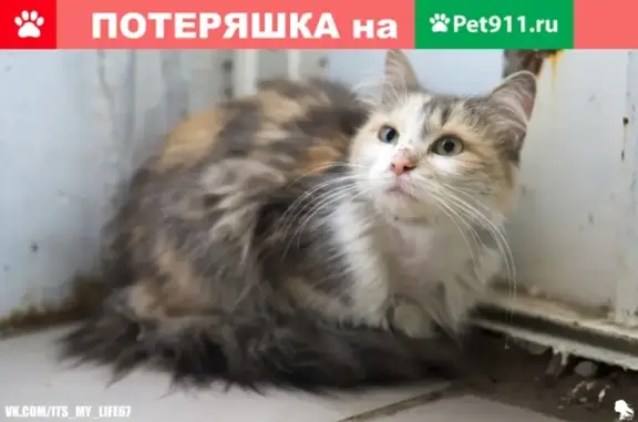 Найдена трёхцветная кошка в Королёвке, Смоленск
