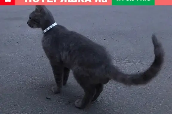 Найден кот с ошейником в Вахитовском районе, ищет хозяев!