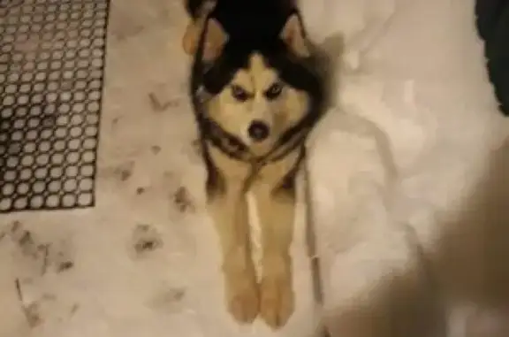 Собаки потеряшки, Иваново, фото: Потеряшка сибирский хаски на ул. Короткова, Иваново