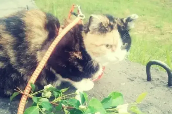 Потерянные животные Курган, фото: Пропала кошка на Володарского 105, Курган