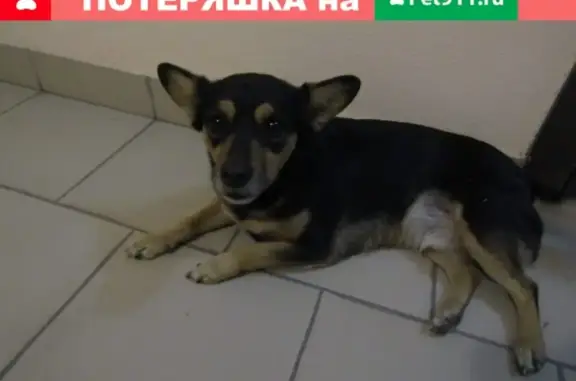 Потеряшка собака ищет хозяев в Новосибирске