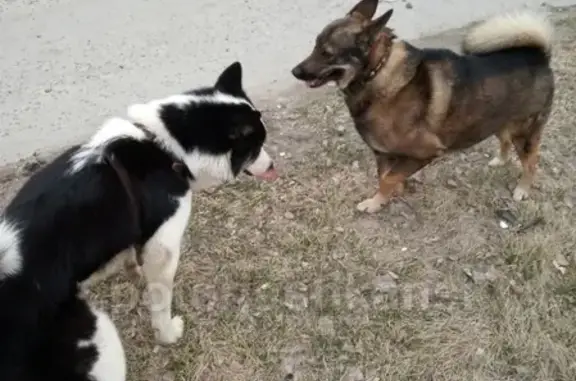 Найдена собака в Октябрьском районе Новосибирска
