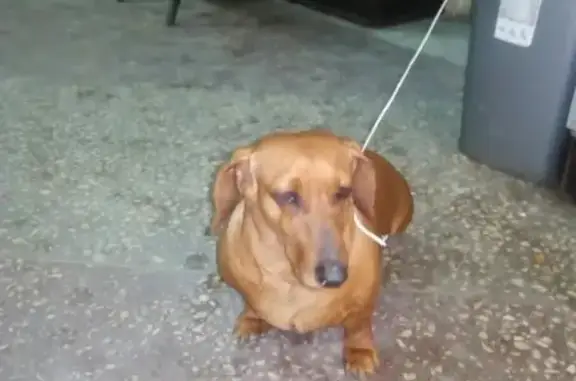 Собака найдена в Волгограде: стандартная такса в районе Каченского рынка.