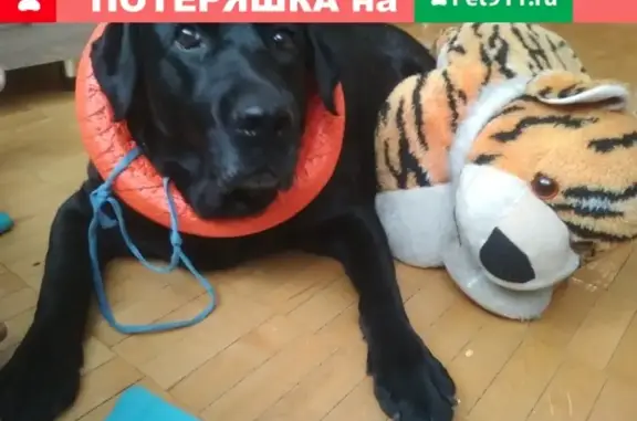 Пропала собака в Кирове - черный лабрадор!
