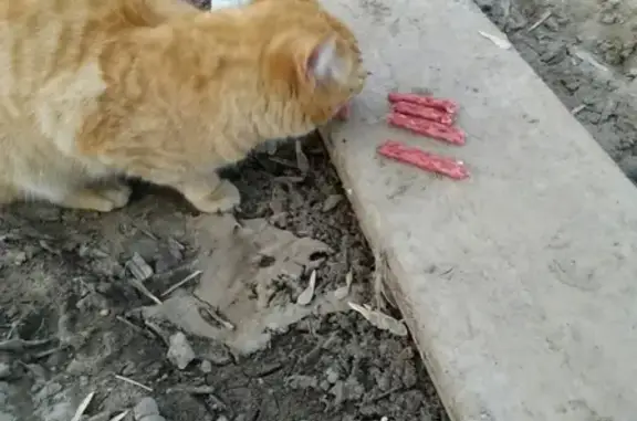 Найдена рыжая кошка на улице Гудованцева
