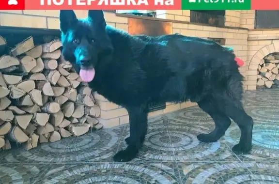 Найдена собака, Первомайское, фото: Найдена собака в Выборгском районе с раной на хвосте и проблемой со зрением