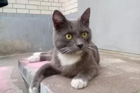Найден кот на улице Ореховая 3 в Тамбове