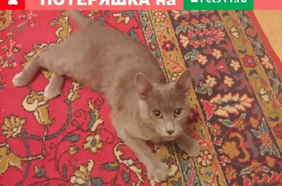 Найден серый кот на Первомайской, д/с №119