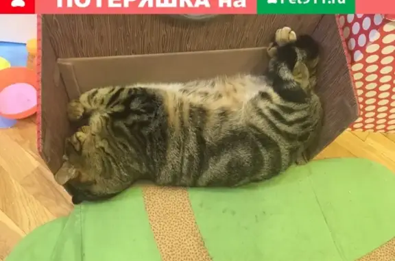 Найден Бенгальский кот в Казани