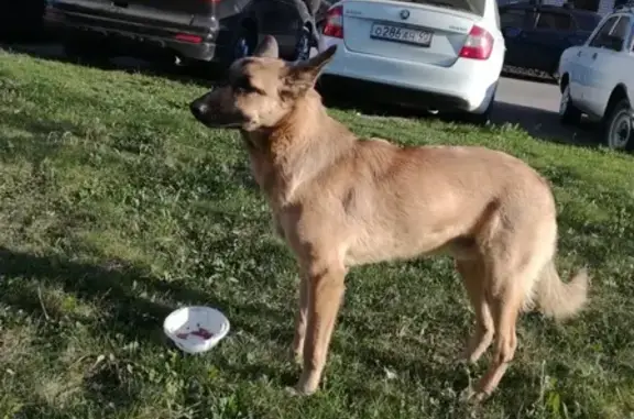Найдена пугливая собака на ул. Курчатова
