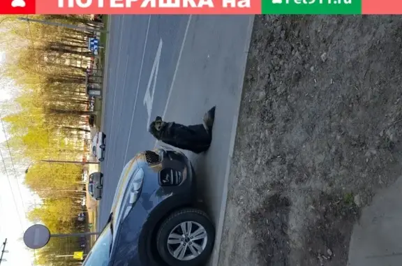 Найден ухоженный пес на Севастопольском проспекте