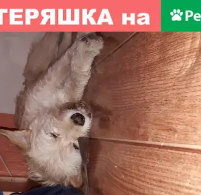 Найдена собака на улице Северной, Нижневартовск