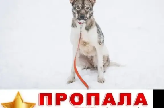 Потерянные животные Москва, фото: Пропала собака Тринити на улице Гамалеи 11, Щукинский район