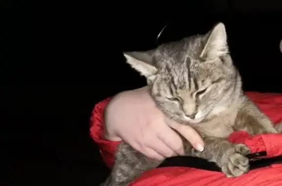 Кошечка найдена на ул. Ладожской в Пензе