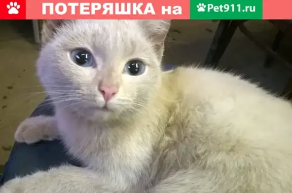 Найдена белая кошка в Т. Чаркова, 6