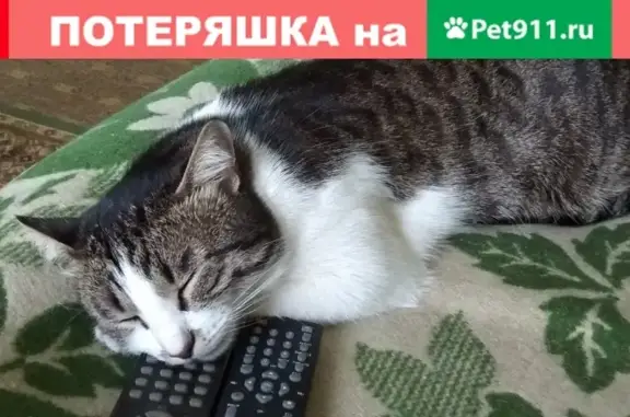 Пропал кот, вознаграждение, Бузулук, 25.04.2019