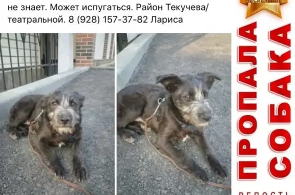 Пропала собака в Ростове