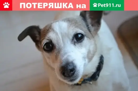 Пропала собака в районе Гостица, Московская область