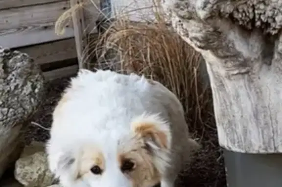 Собаки потеряшки, Анапа, фото: Потеряшка собака в районе Виноградного, Анапа